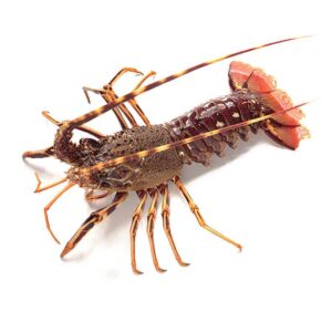 Aragosta