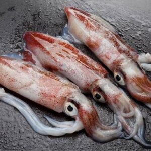 Calamari Freschi